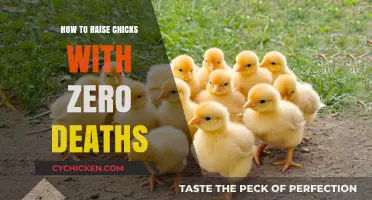 Raising Healthy Chicks: Proven Tips for Zero Mortality Success