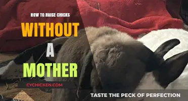 Raising Chicks Successfully: A Guide to Motherless Chick Care