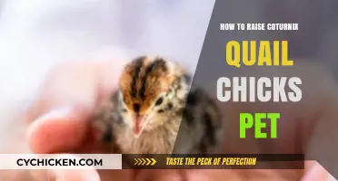 Raising Coturnix Quail Chicks as Pets: A Beginner's Guide