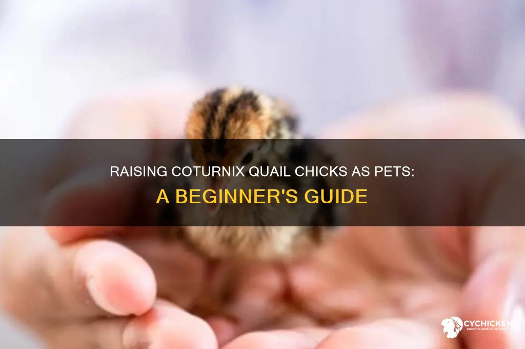 how to raise coturnix quail chicks pet