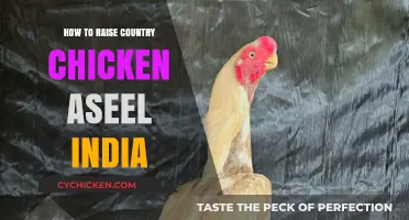 Raising Aseel Country Chickens in India: A Comprehensive Guide