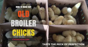Essential Tips for Raising Healthy Day-Old Broiler Chicks Successfully