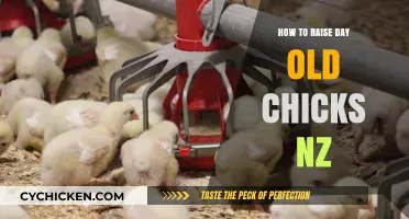 Raising Day-Old Chicks in NZ: Essential Tips for Success