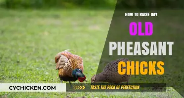 Raising Day-Old Pheasant Chicks: Essential Tips for Successful Brooding