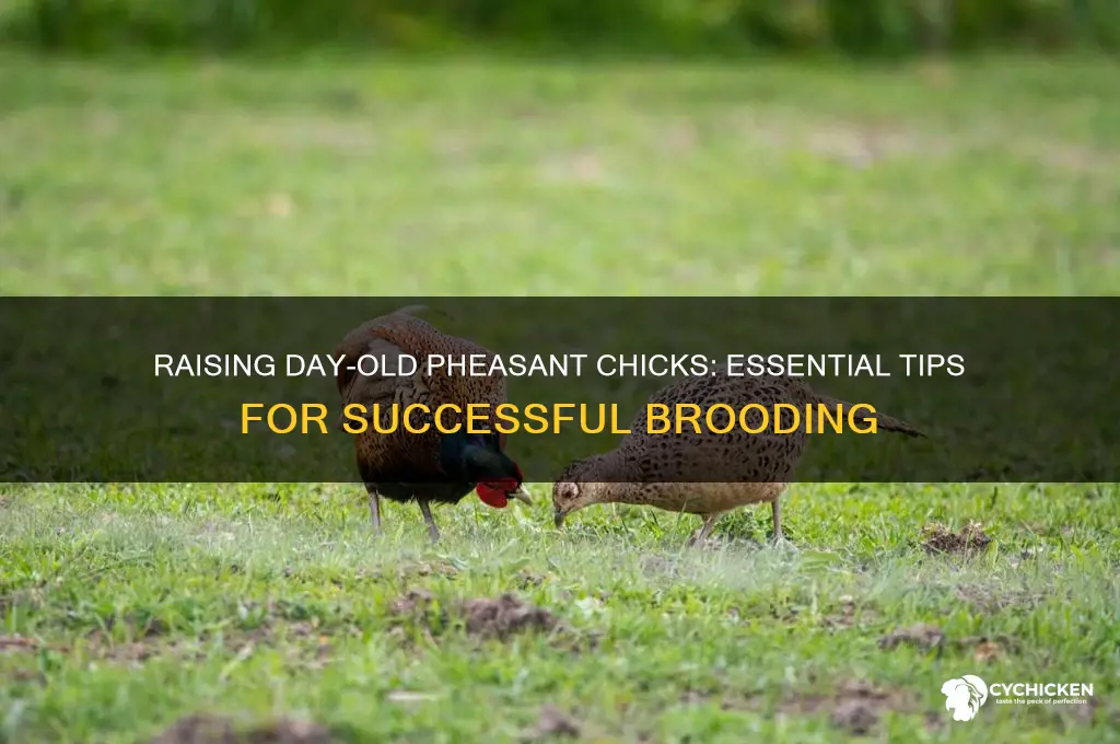 how to raise day old pheasant chicks