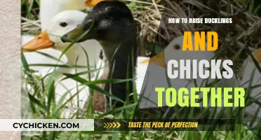 Raising Ducklings and Chicks Together: Tips for a Harmonious Flock