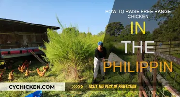 Free-Range Chicken Farming in the Philippines: A Guide