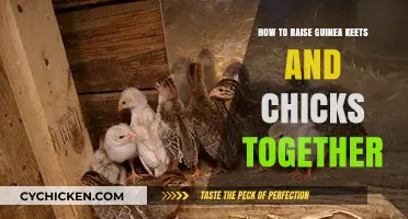 Raising Guinea Keets and Chicks Together: Tips for Harmonious Co-Parenting