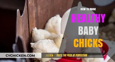 Nurturing New Life: A Guide to Raising Healthy Baby Chicks