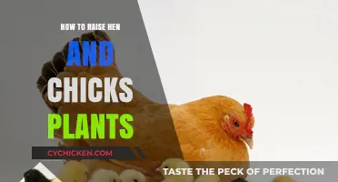 Easy Guide to Growing and Caring for Hen and Chicks Plants