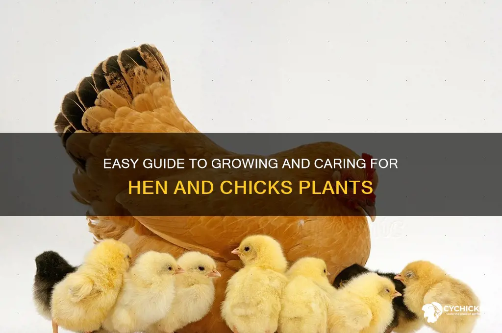 how to raise hen and chicks plants