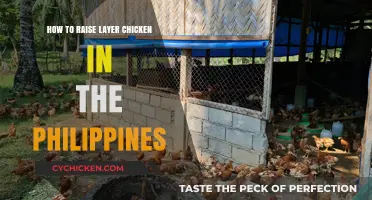 Raising Layer Chickens in the Philippines: A Comprehensive Guide