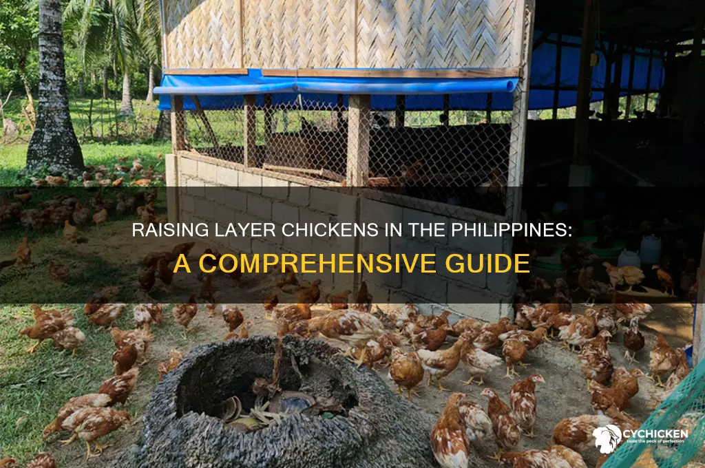 how to raise layer chicken in the philippines