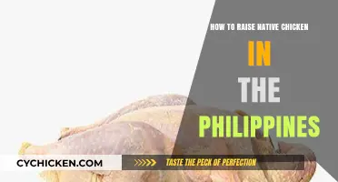 Raising Native Chickens in the Philippines: A Comprehensive Guide