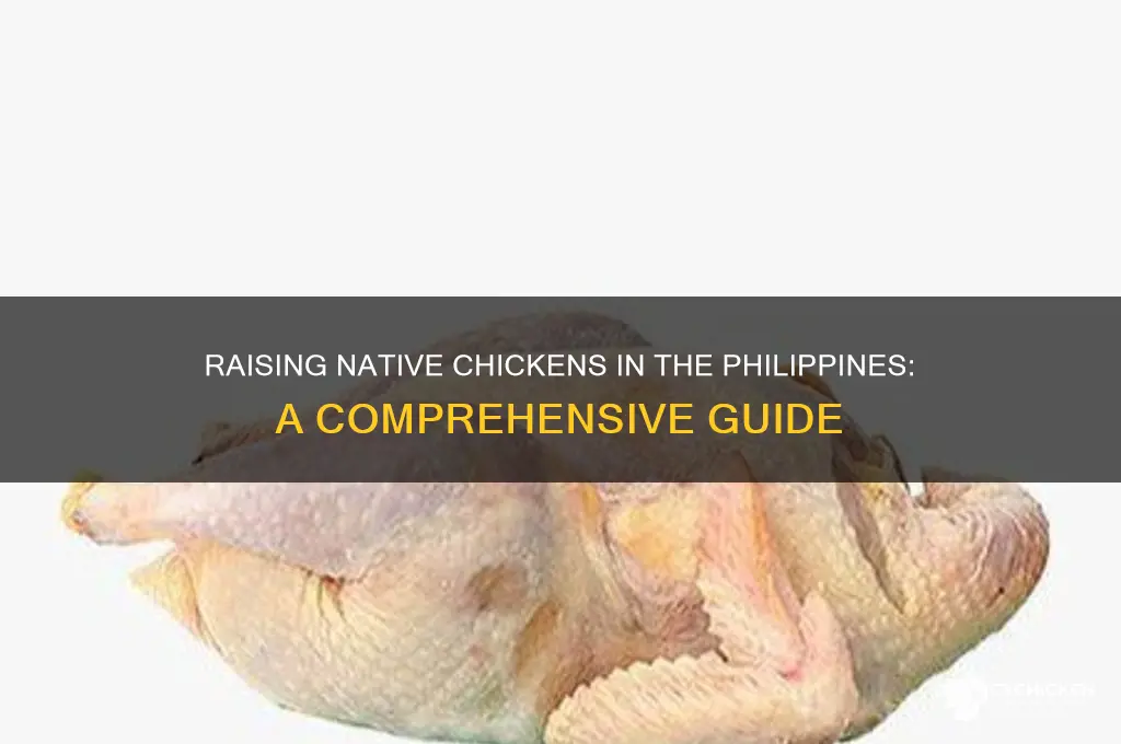 how to raise native chicken in the philippines