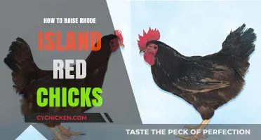 Raising Rhode Island Red Chicks: A Beginner's Guide to Success