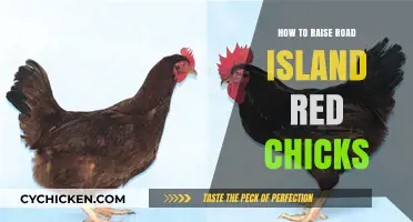 Raising Rhode Island Red Chicks: A Beginner's Guide to Success