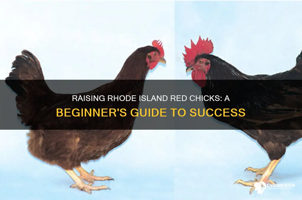 how to raise road island red chicks