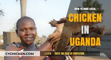 Raising Rare Local Chicken Breeds in Uganda: A Comprehensive Guide