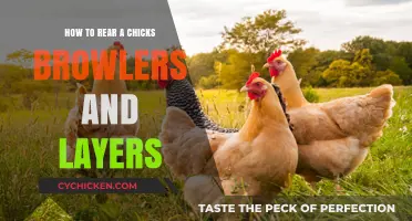Raising Healthy Chicks: A Guide to Broilers and Layers