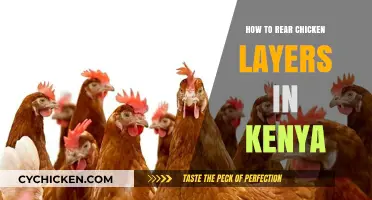 Profitable Poultry Farming: A Guide to Rearing Chicken Layers in Kenya