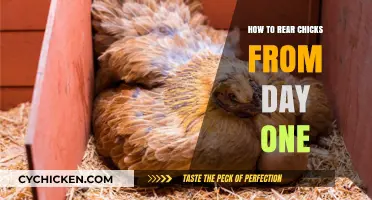 Essential Guide to Raising Healthy Chicks from Hatching to Week One