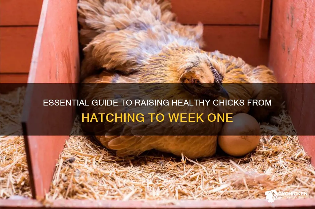 how to rear chicks from day one