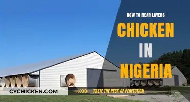 Effective Layer Chicken Rearing Strategies for Nigerian Farmers
