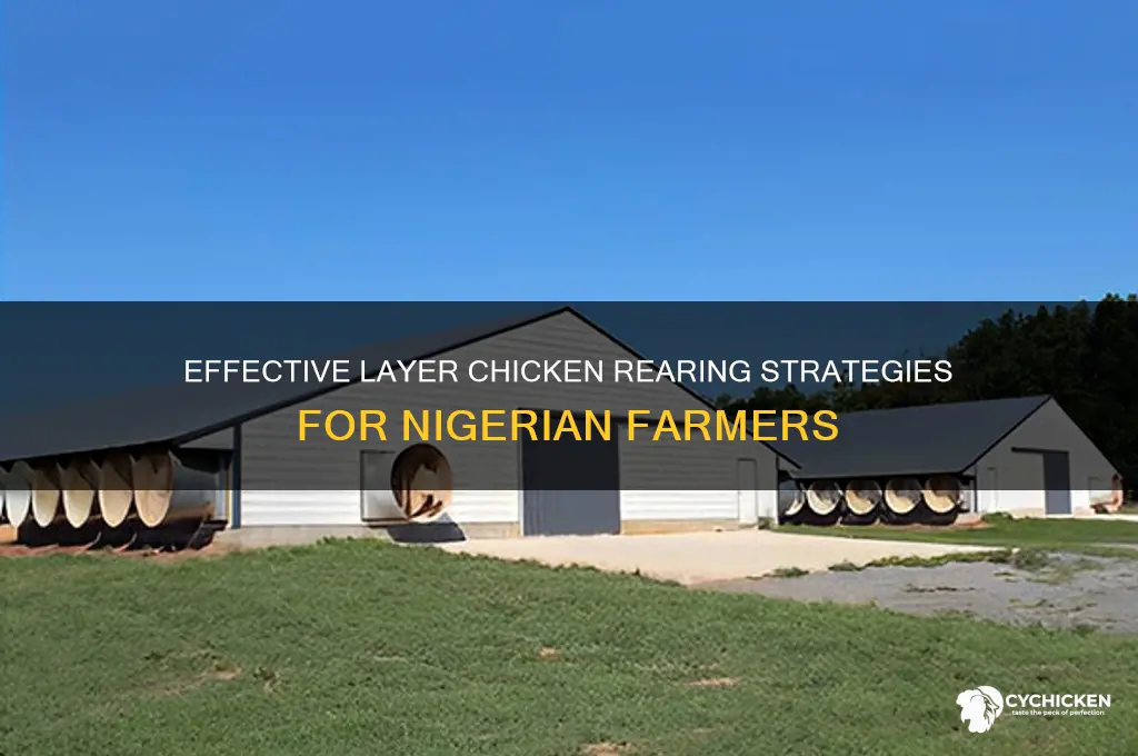 how to rear layers chicken in nigeria