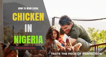 Mastering Local Chicken Rearing in Nigeria: A Comprehensive Guide