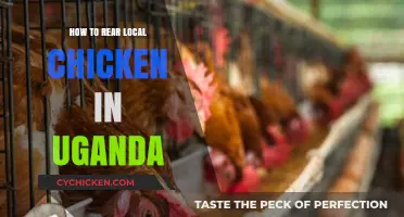 Ultimate Guide to Raising Local Chickens in Uganda Successfully