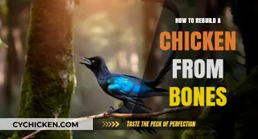 Reviving Feathers: A Step-by-Step Guide to Reconstructing Chickens from Bones