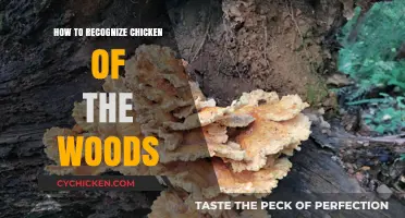 Identifying Chicken of the Woods: A Beginner's Guide to Foraging Safely