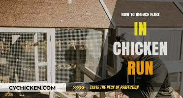 Effective Strategies to Minimize Flies in Your Chicken Run Area