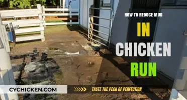 Effective Strategies to Minimize Mud in Your Chicken Run Area