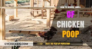 Effective Ways to Minimize Chicken Poop Odor in Your Coop