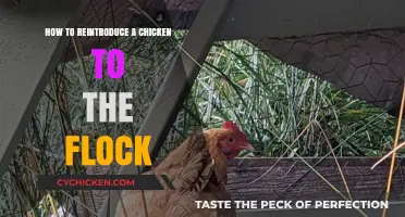 Reintroducing Chickens: A Step-by-Step Guide to Flock Reintegration