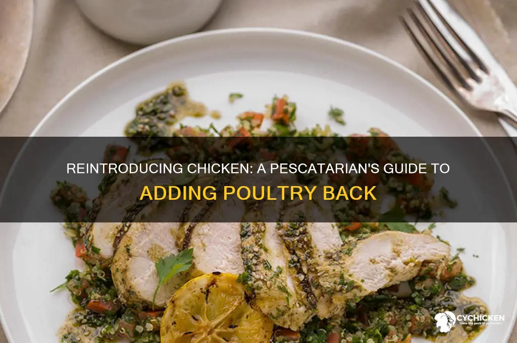 how to reintroduce chicken after being pescatarian