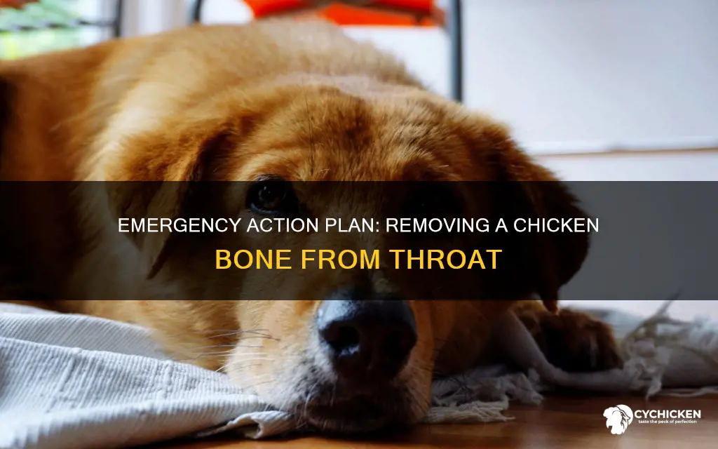 how to remove a chicken bone stuck in your throat