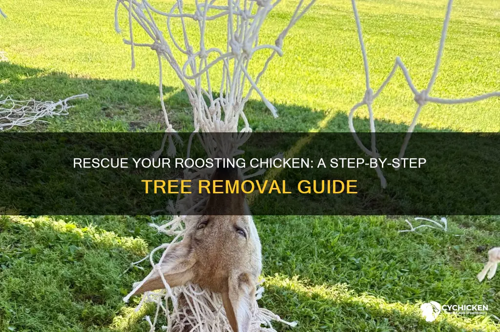 how to remove a chicken from a tree