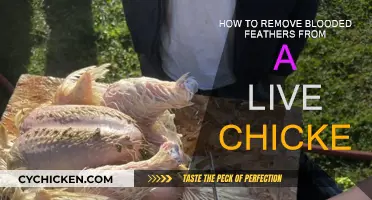 Effective Ways to Remove Blood Feathers from Live Chickens