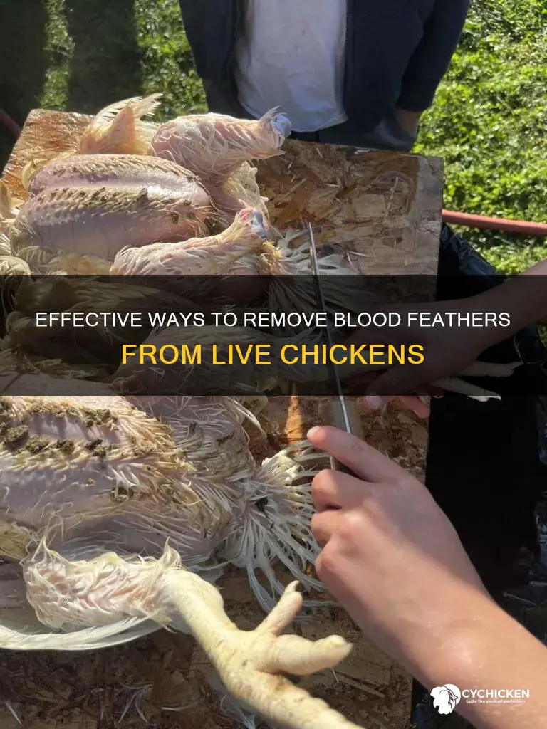 how to remove blooded feathers from a live chicken