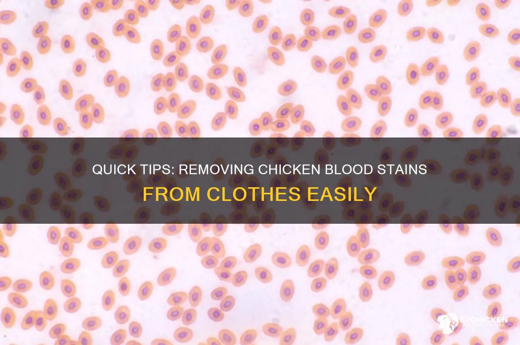 how to remove chicken blood from clothes