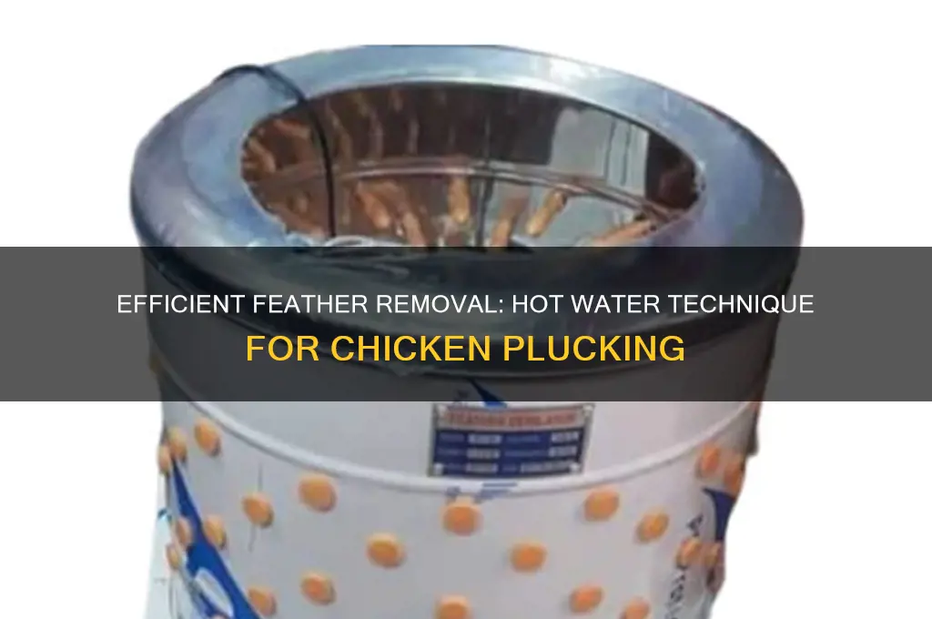how to remove chicken feathers with hot water