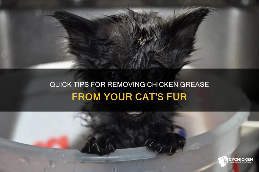 how to remove chicken grease from cat fur