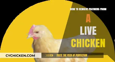 Gentle Feather Removal: A Step-by-Step Guide for Live Chickens