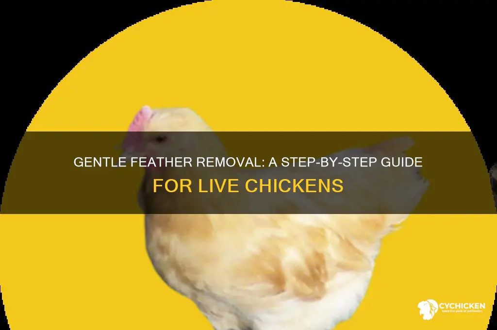how to remove feathers from a live chicken