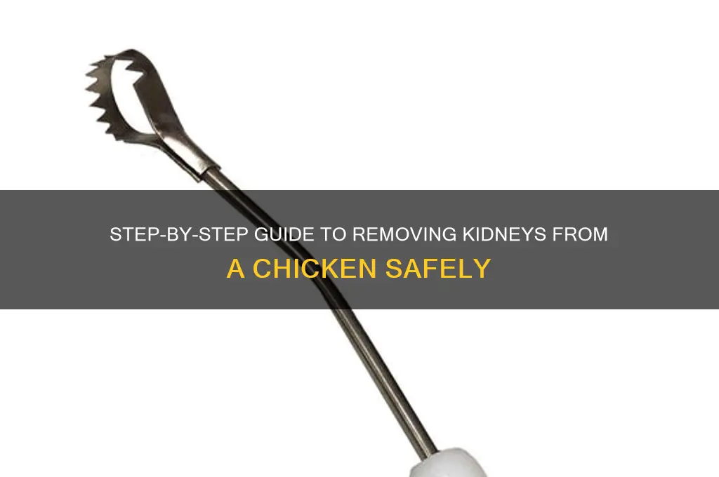 how to remove kidneys from a chicken