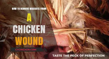 Effective Steps to Remove Maggots from Chicken Wounds Safely