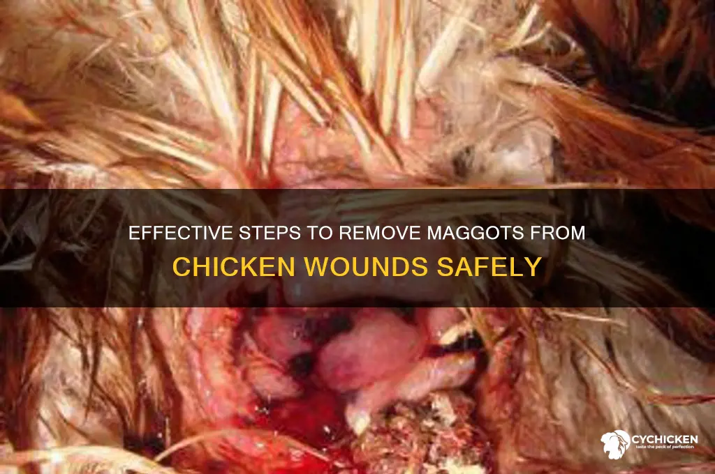 how to remove maggots from a chicken wound